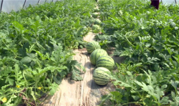 辽源吃瓜爆料视频大全最新,揭秘当地热点事件幕后真相